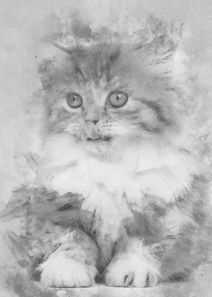 British Longhair kitten 2