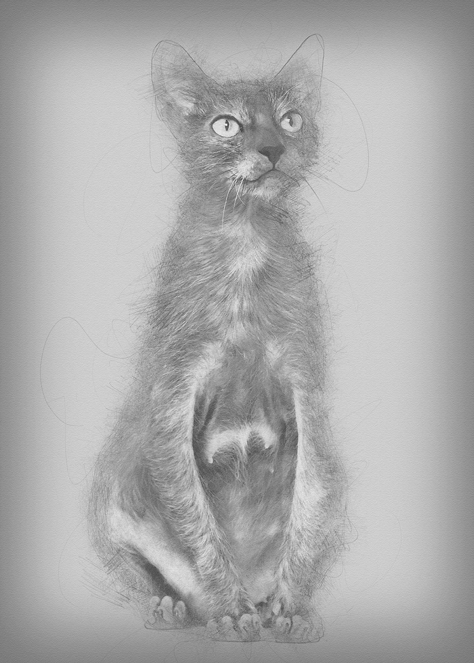 Lykoi cat also called the