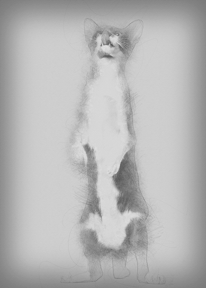 Oriental Shorthair standin