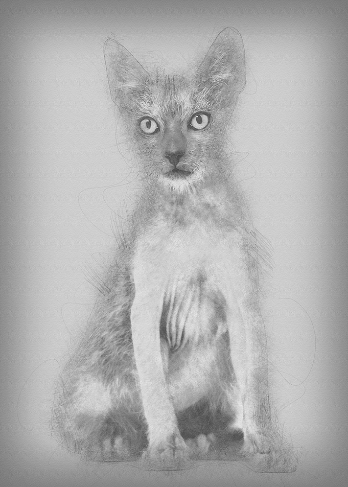 Kitten Lykoi cat 3 months