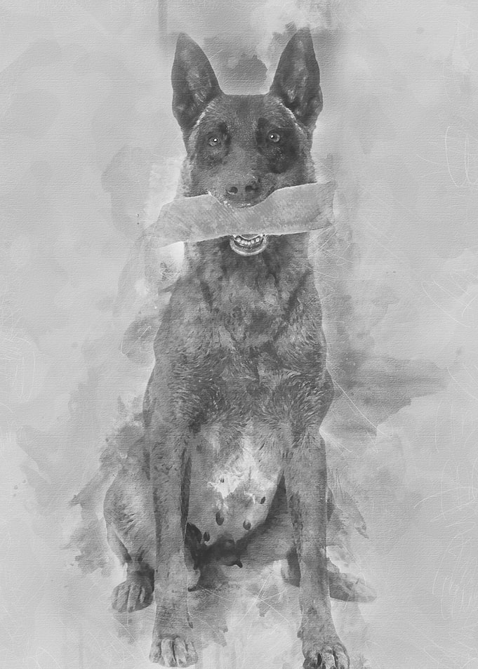 Belgian Shepherd sitting a