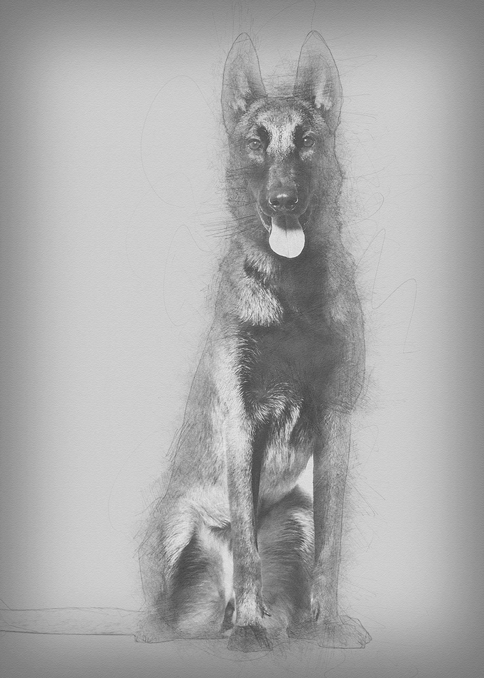 Malinois dog 1 year old si