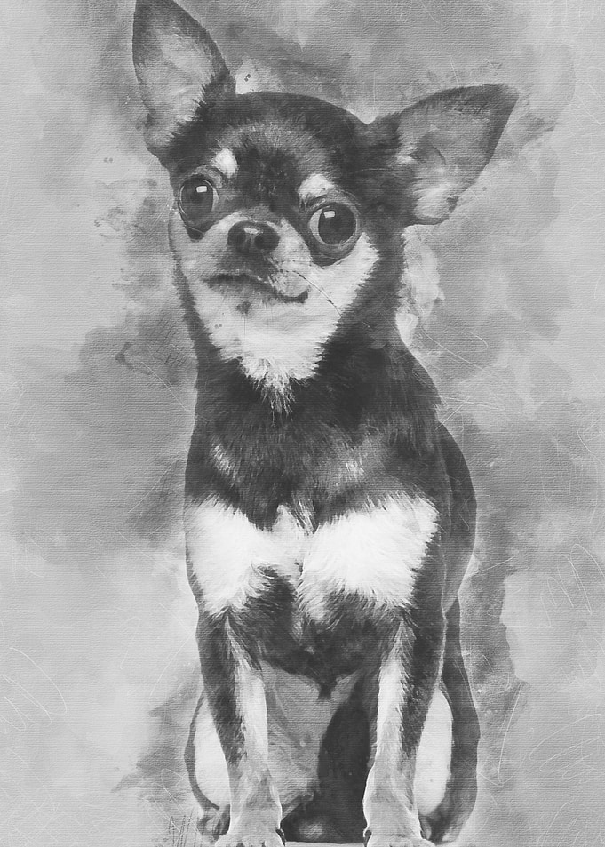 Chihuahua 15 years old si