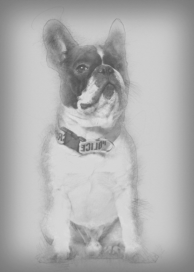 French Bulldog wearing Pol