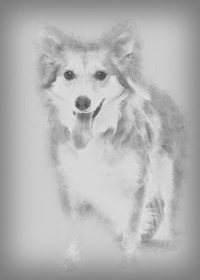 Mixed breed dog 2 years ol