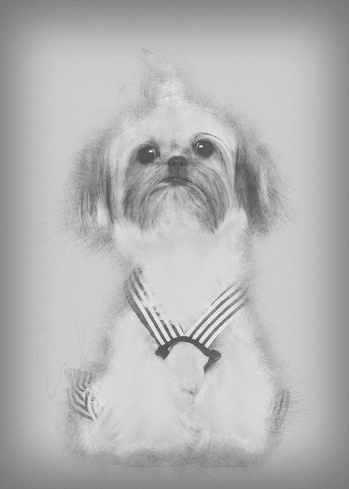 Shih Tzu sitting against w