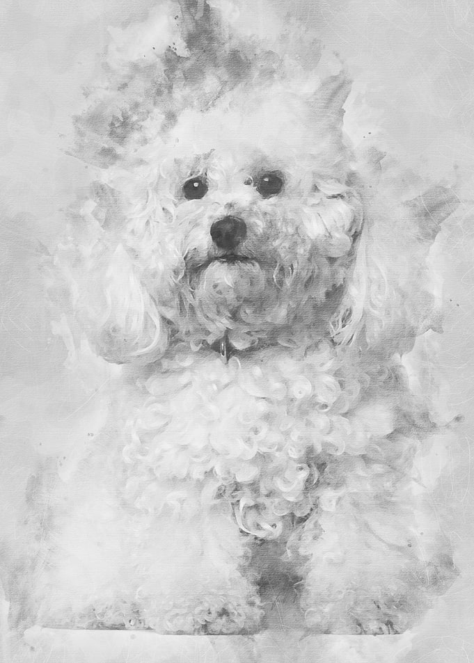 Bolonka 4 years old sittin