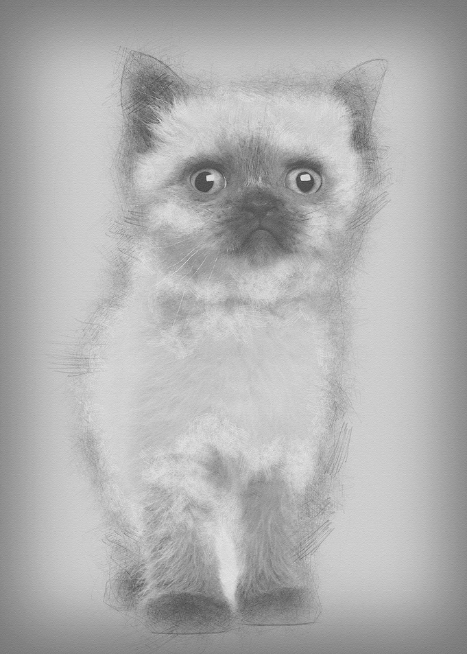 Portrait of British Shorth