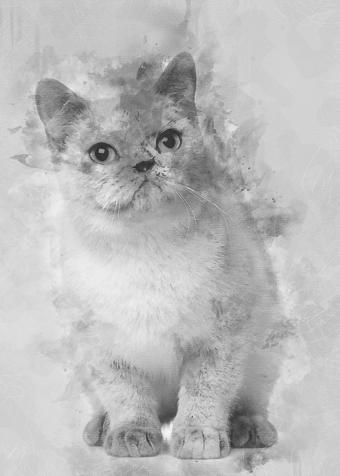 British shorthair cat 8 mo