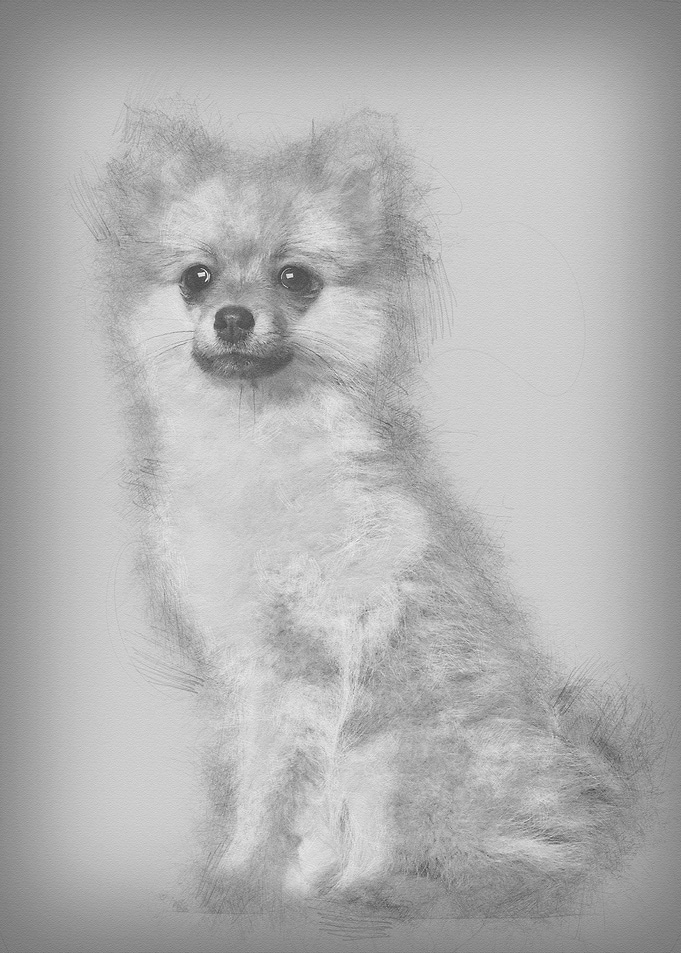 Spitz puppy 3 months old s