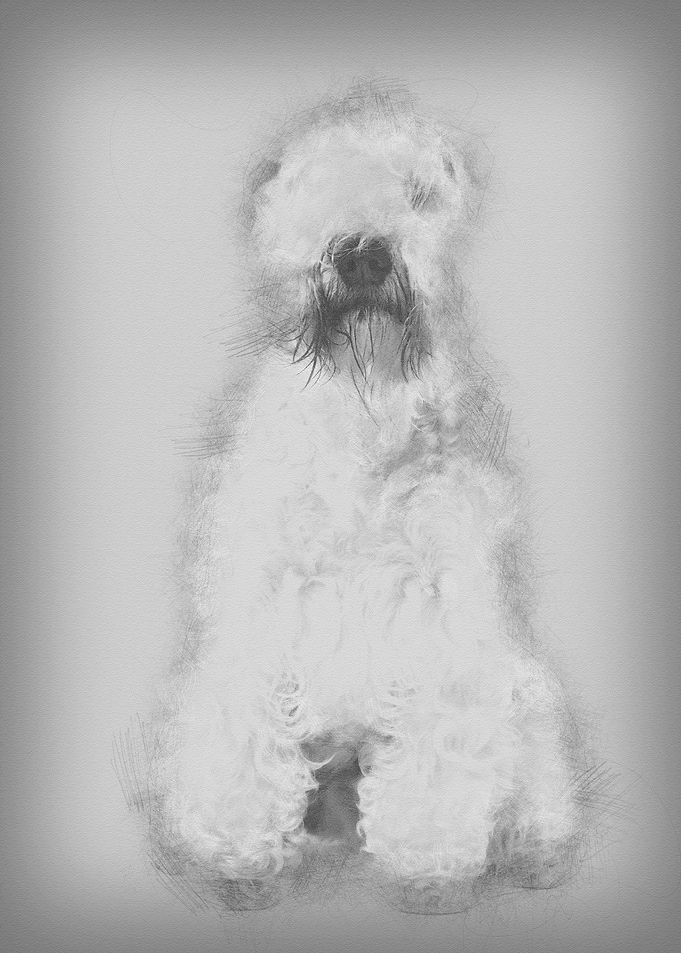 SoftCoated Wheaten Terrie