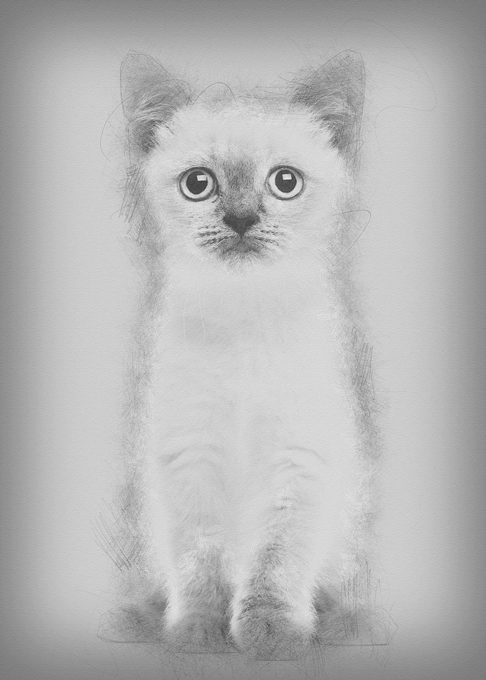 Portrait of British Shorth