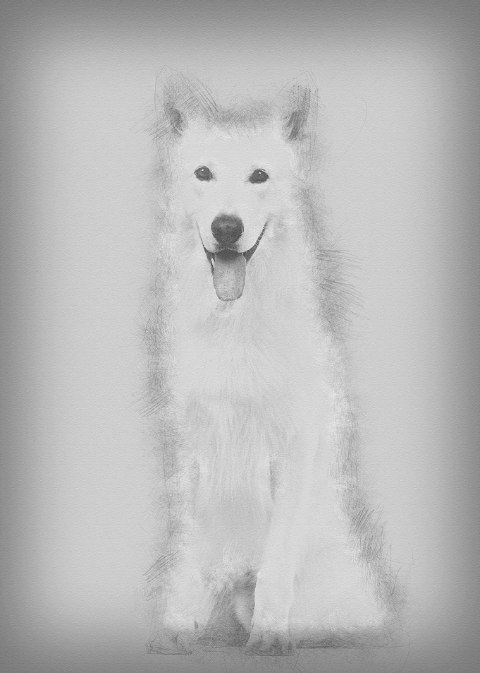 Swiss Shepherd dog 5 years