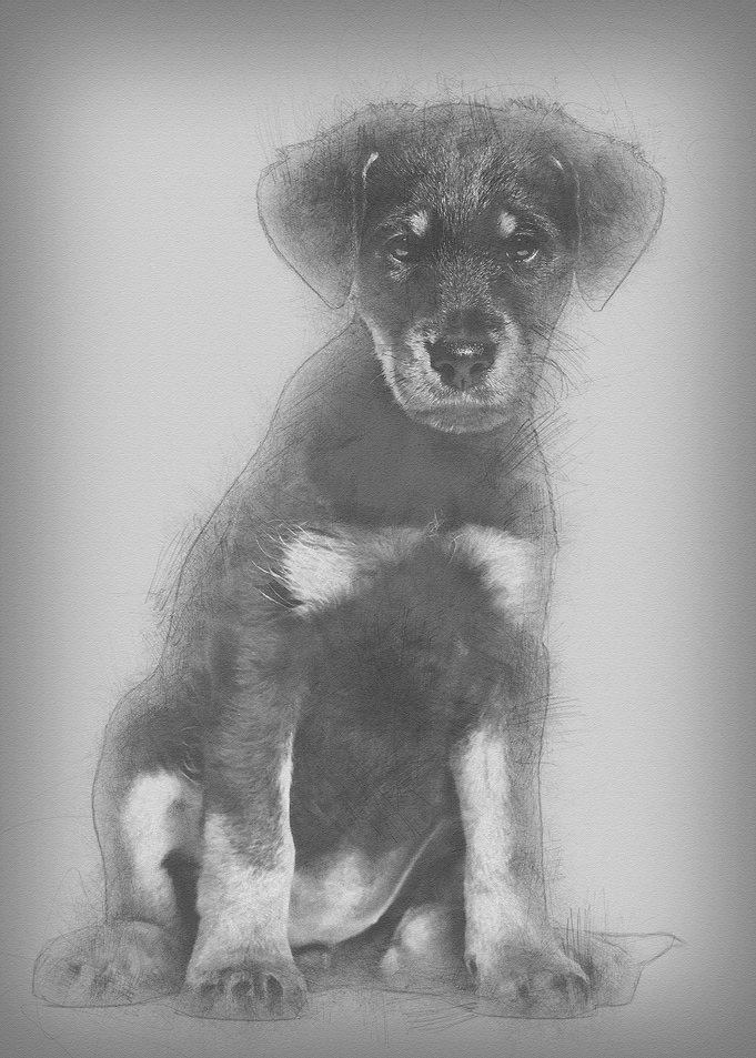 Mixedbreed dog 2 months