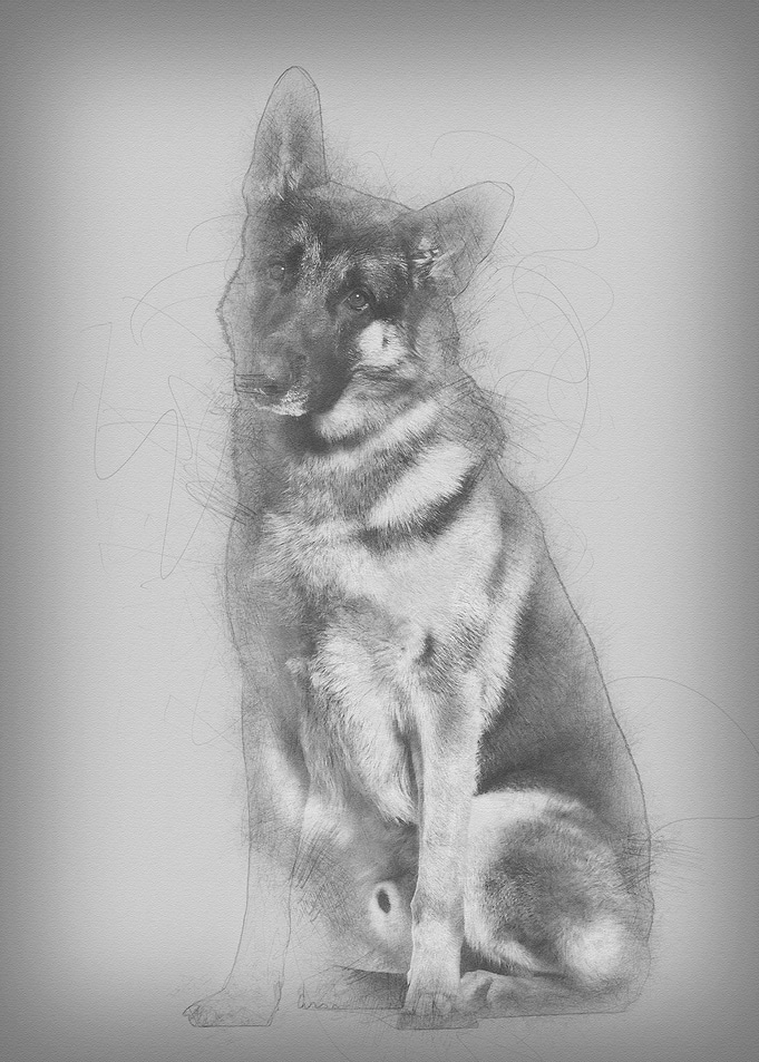 German Shepherd dog sittin