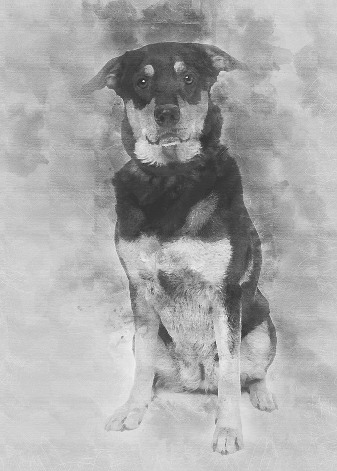 Bastard dog 3 years old si