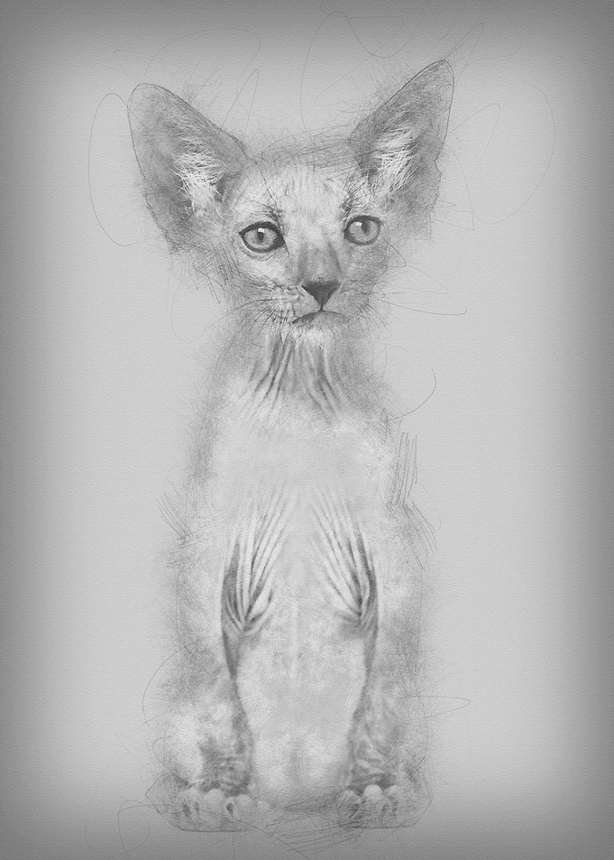 Kitten Lykoi cat 7 weeks o