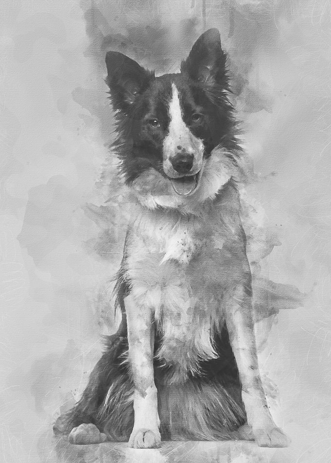 Border Collie dog 18 mont