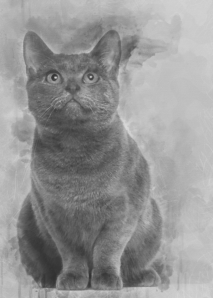 Chartreux cat 9 months old
