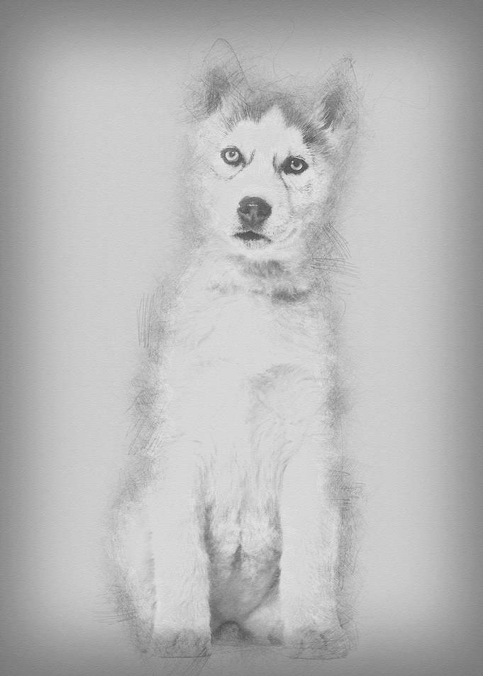 Husky dog 2 months old sit