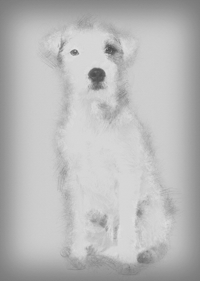 Parson Russell Terrier sit