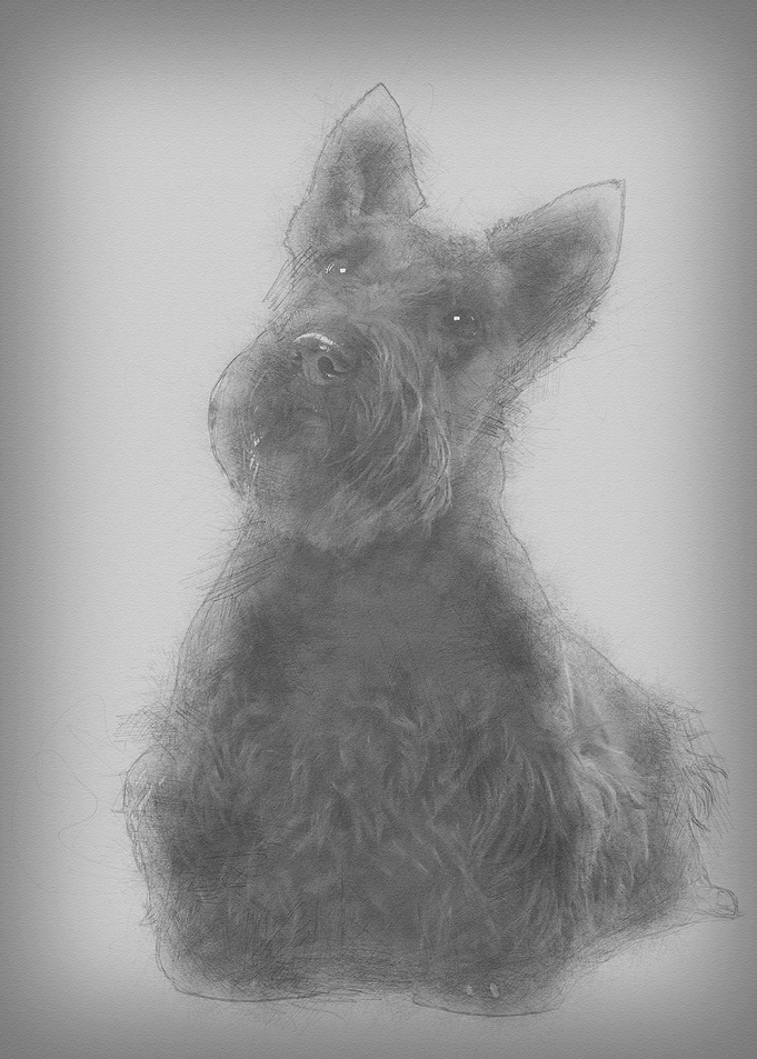 Scottish Terrier 20 months