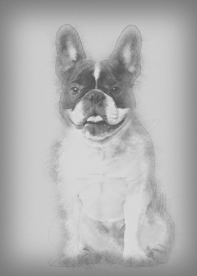 Portrait of French Bulldog