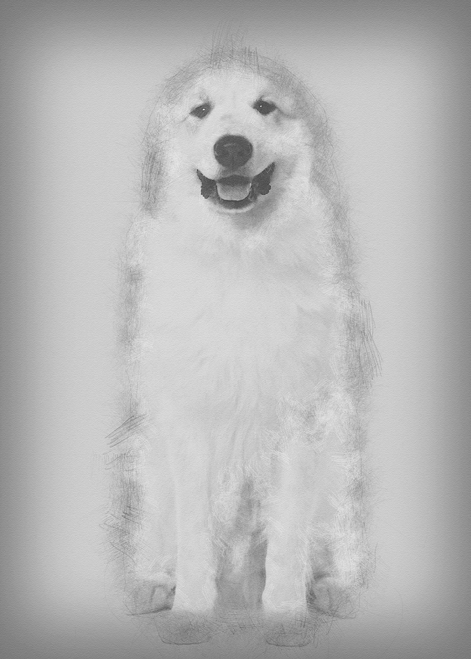 Great Pyrenees or Pyrenean
