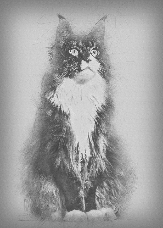 Maine Coon cat sitting and