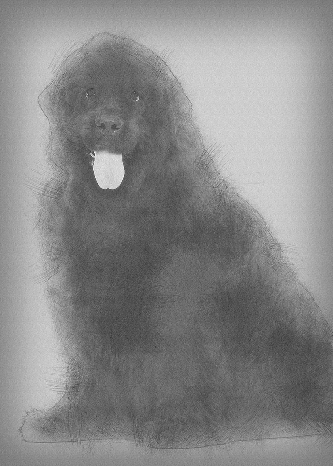 Newfoundland 4 years old s