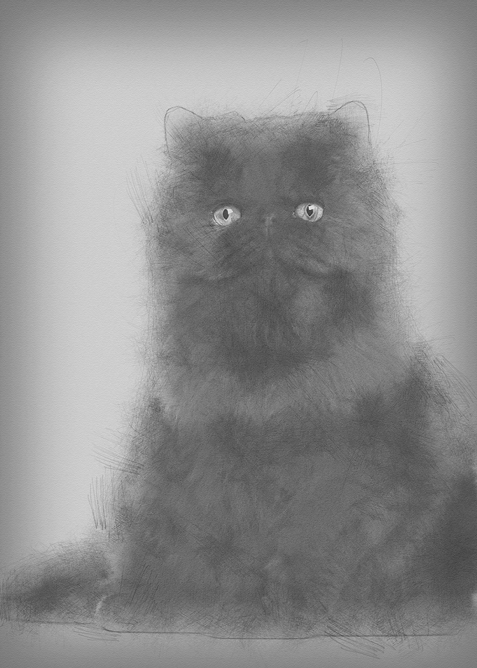 Portrait of Persian cat 7