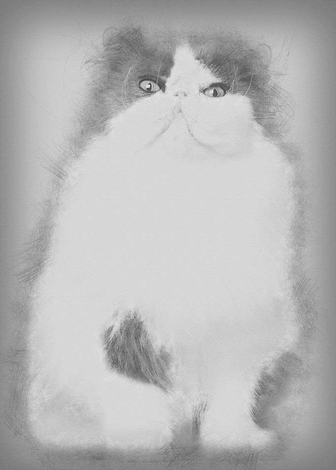 Persian cat 9 years old si
