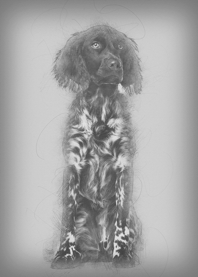 Munsterlander dog 9 month