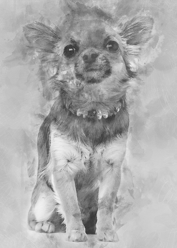 Chihuahua sitting and look