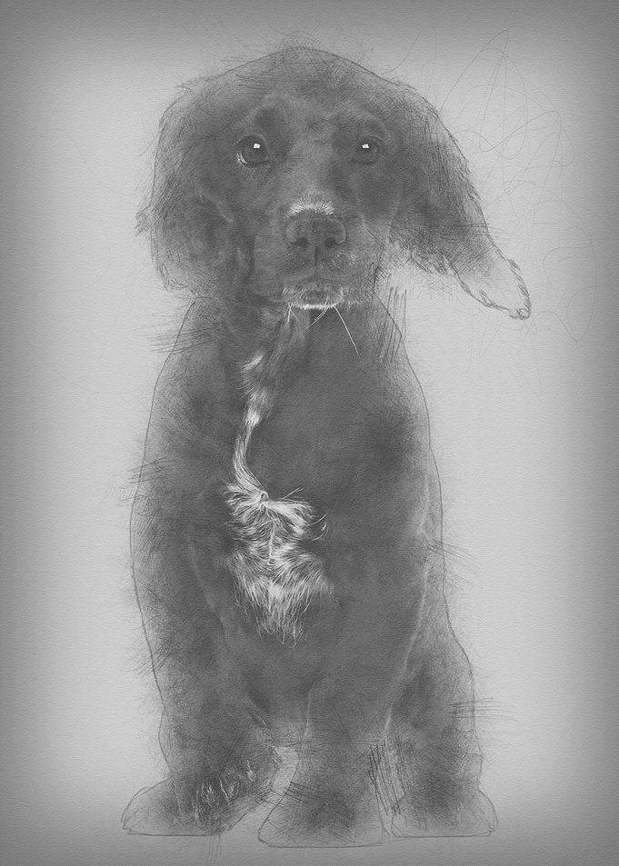 Working Cocker Spaniel aga