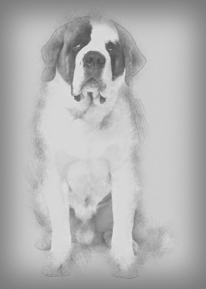 Saint Bernard 4 years old