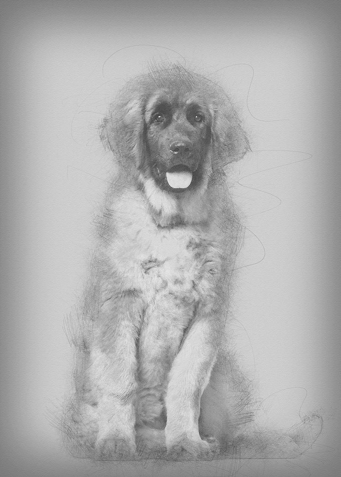 Leonberger puppy 4 months