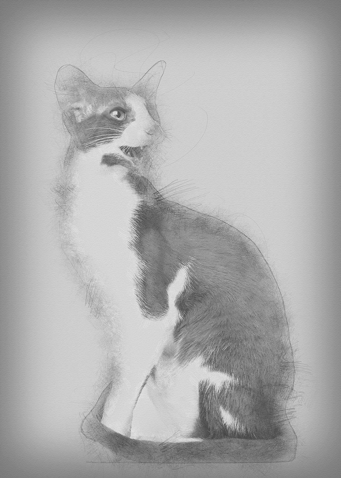 Oriental Shorthair sitting