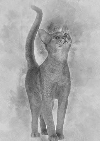 Abyssinian cat 11 months o