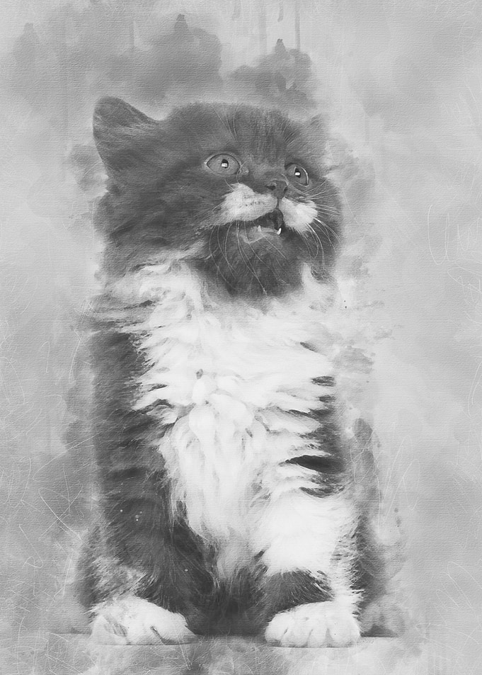 British Longhair kitten 6