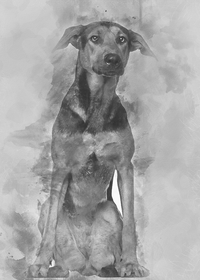Cross breed 1 year old sit