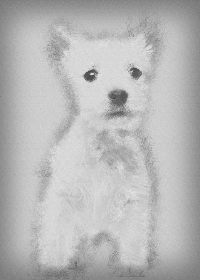 West Highland Terrier pupp