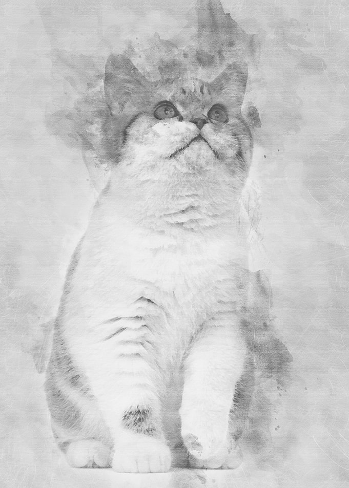 British Shorthair kitten 3