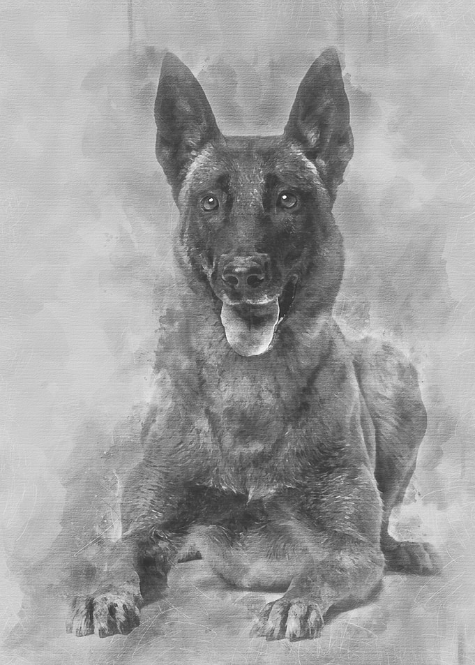 Belgian Shepherd lying aga