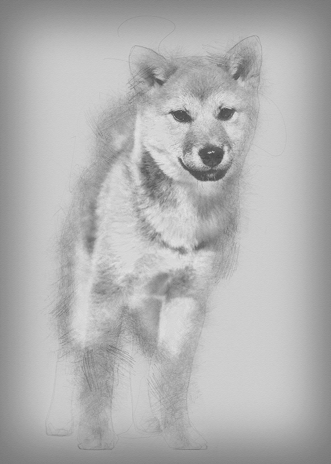 Shiba Inu dog standing aga