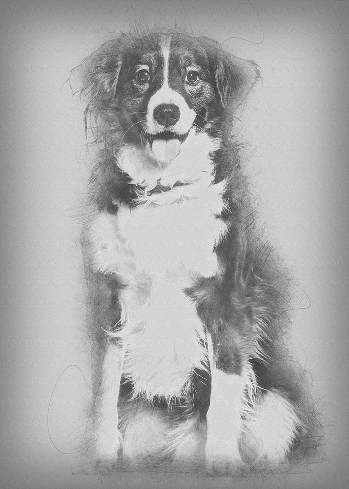 Mixedbreed dog 5 years o