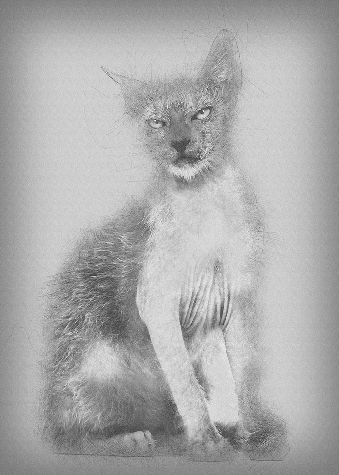 Kitten Lykoi cat 3 months