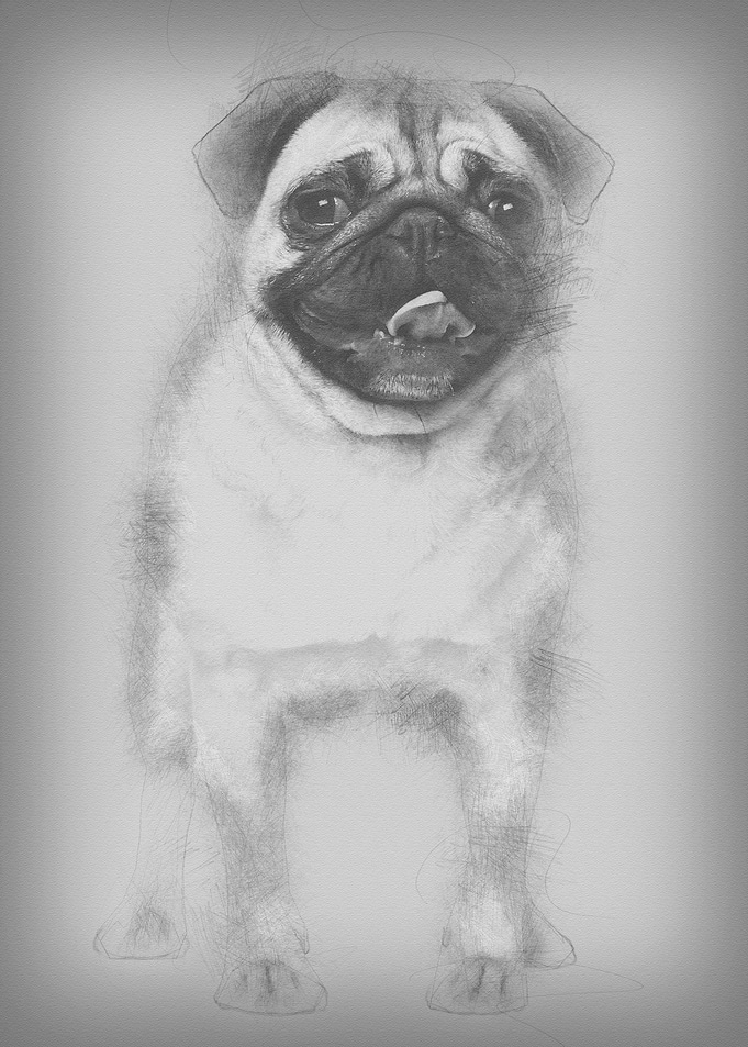 Pug 2 Years old standing
