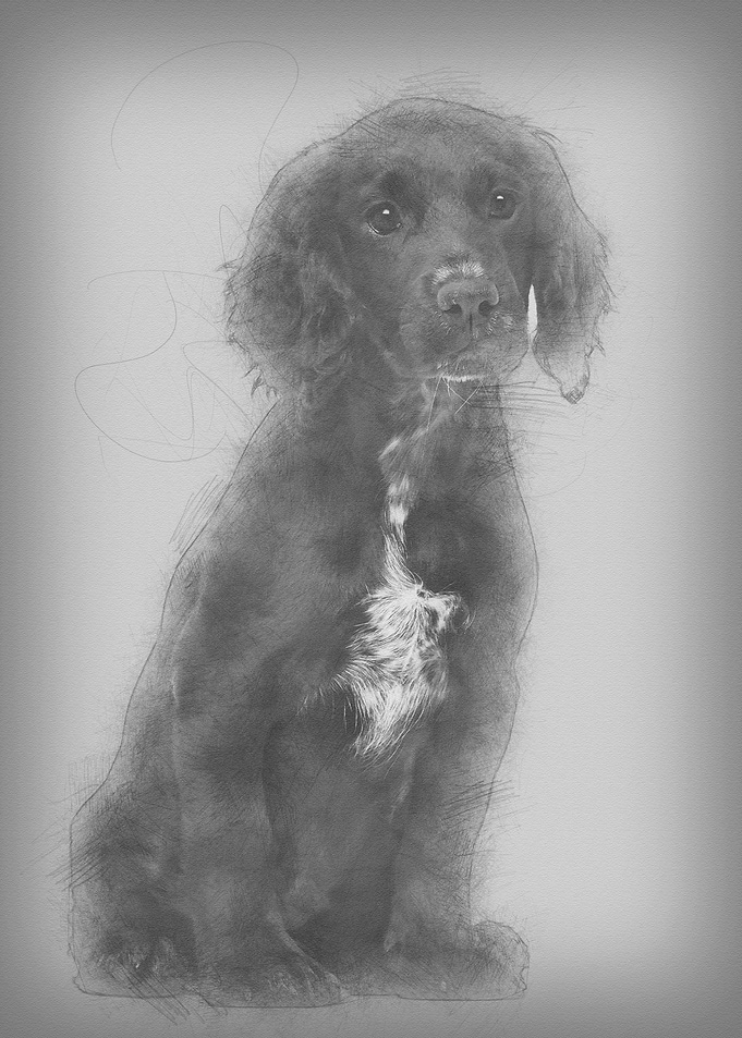Working Cocker Spaniel sit