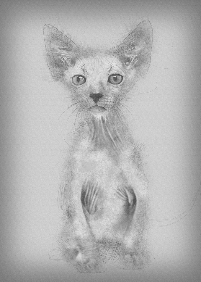 Kitten Lykoi cat 7 weeks o